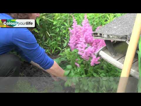 how to fertilize astilbe