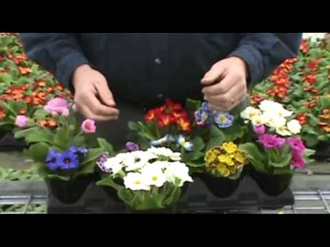 how to grow primrose indoors