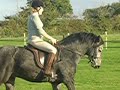 Bobby - connemara trotting and cantering Zuzie Poskitt