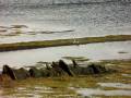 videos de Orkney strange seal behaviour.AVI