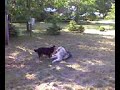 Keyush At Play
