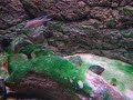 Neolamprologus Gracilis with fry