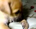 BLOG: puppies first time eating hotDOGS!=) PART 2!!!!=) BLOG: puppies first time eating hotDOGS!=) PART 2!!!!=)