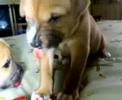 BLOG: puppies first time eating hotDOGS!=) PART 2!!!!=) BLOG: puppies first time eating hotDOGS!=) PART 2!!!!=)