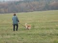 Mistrovství světa hovawartů  stopařů Beroun 2009