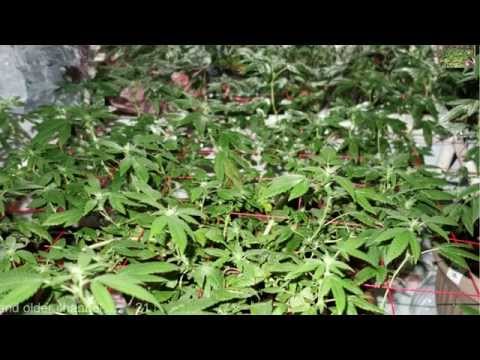 how to fertilize hydroponic garden