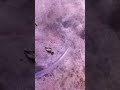 Video screenshot