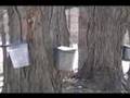 Turning sap into syrup