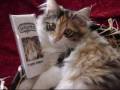 Panis Angelicus by Angelina Musik and her Cats!