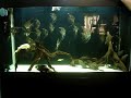 Altum Angelfish-2 Altum Angelfish-2