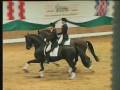 videos de Hohenstein premium Trakehner stallion