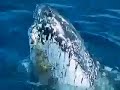 Humpback Whales at Hervey Bay, Australia