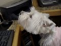 West Terrier.MPG
