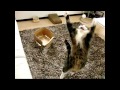 跳ぶねこ2。-Jump Jump Maru2.-