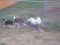 Italian Greyhounds - running