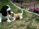 Pinck and pup outside