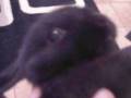 videos de lapinou.wmv
