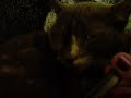 Kitty on the Phone