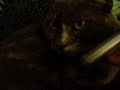 Kitty on the Phone