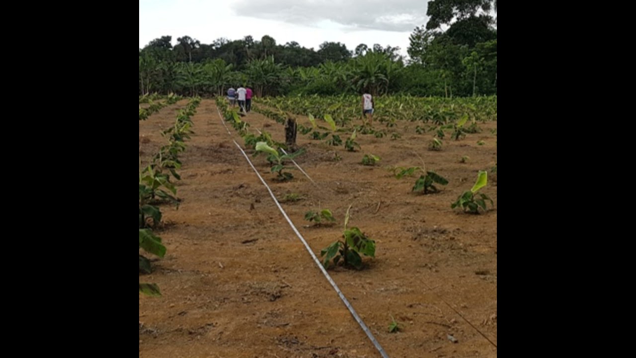 Podcast Prosa Rural - Vantagens da irrigação para conter efeitos do verão amazônico