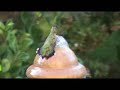 Close-up of Hummingbird taking bath - Colibri en el agua Close-up of Hummingbird taking bath - Colibri en el agua
