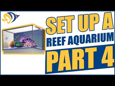 How to Set Up a Reef Aquarium, Part 4: Selecting Fish & Coral