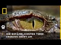 NATIONAL GEOGRAPHIC CHANNEL DEUTSCHLAND Krokodilangriff