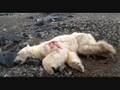 videos de PALIN KILLS Innocent Animals in Alaska.....