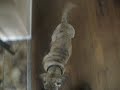 Dogo canario Tyson