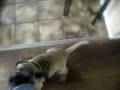 videos de Dogo canario Tyson