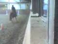 videos de Karla beim Hofturnier