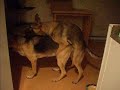 Treyz dogz