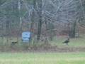 5 Tom Turkeys