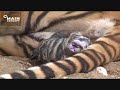 Tiger Birth at Tiger Canyons, John Varty - part 1