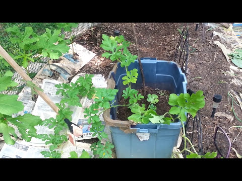 how to grow watermelon