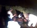videos de Cow Rescue