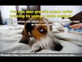 Puppy Toilet Training