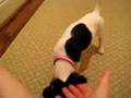 Hurley Puppy 7