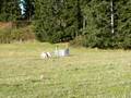 videos de Sheep Herding - Ranch Course - Penning