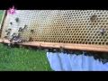 un apiculteur veut sauver les abeilles !
