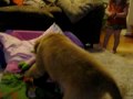 Puppy Breath