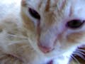Cat Purring Cat Purring