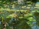 concours photos Forum du CRC