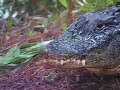 Kiawah Island Alligator Nest Hatching