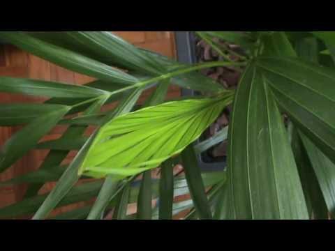 how to transplant areca palm