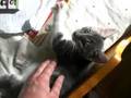 Katter myser 080906