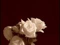Time Lapse Rose