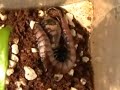 Scolopendra from Soquotra island