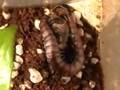 Scolopendra from Soquotra island