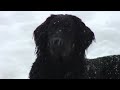 Dog Training in Winter